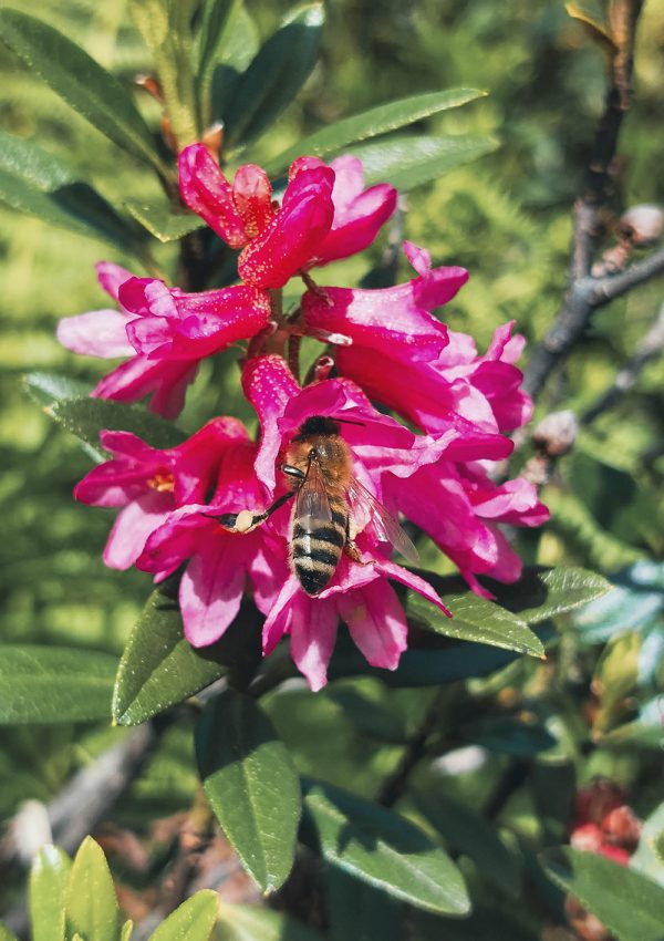 Biene in Nahaufnahme an Alpenrosenblüte