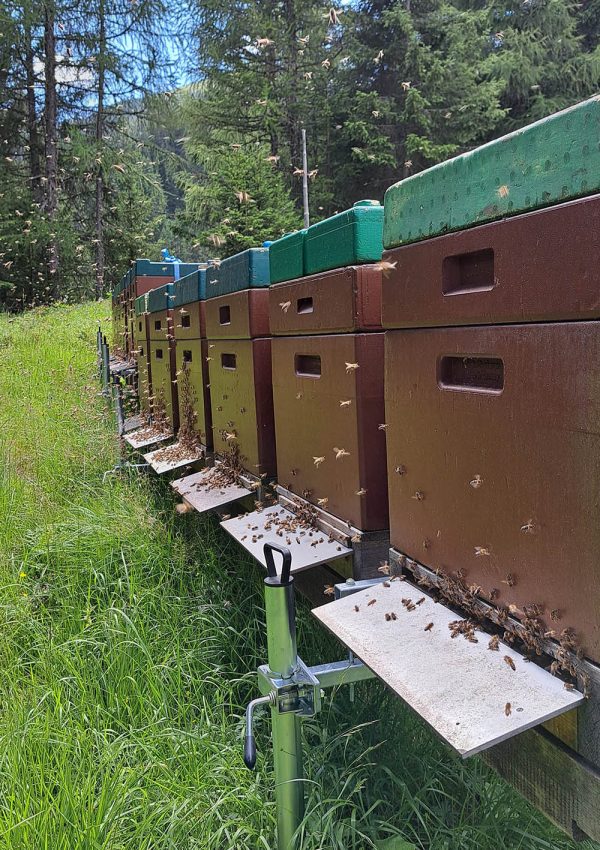 Bienenstöcke mit schwärmenden Bienen