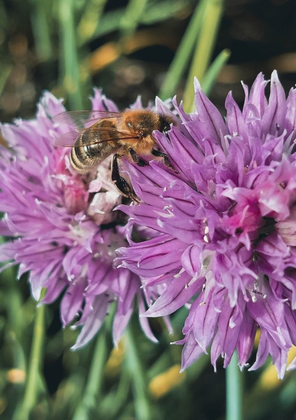 Biene auf lila Blüte