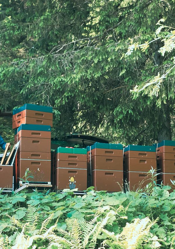 Imker Simon an Bienenstöcken im Wald